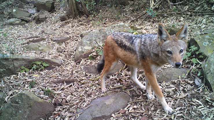 Black back jackal